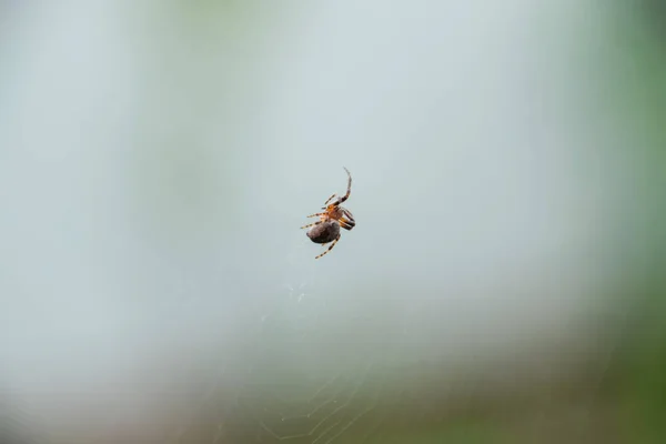 Araneus の彼の Web の小さなクモ Lovcen スパイダー ネットワーク — ストック写真