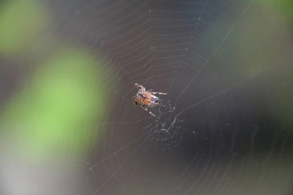 Küçük Örümcek Araneus Onun Web Lovcen Örümcek Ağı — Stok fotoğraf