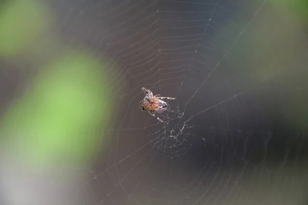 Kleine Spinne Seinem Netz Aus Araneus Liebesspinnennetzwerk — Stockfoto