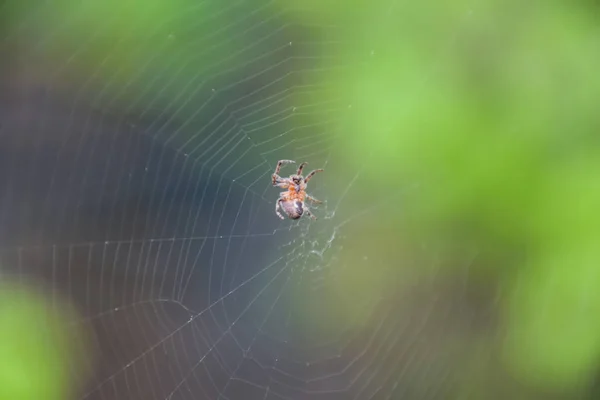 Маленький Павучок Своєму Веб Araneus Мережі Павука Ловчен — стокове фото