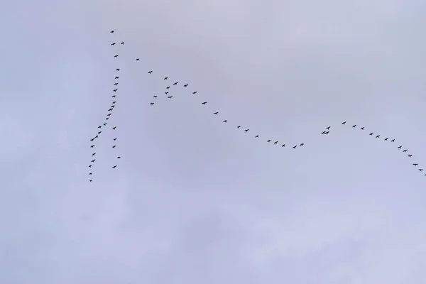 Coincez Les Oies Qui Volent Vers Sud Migration Saisonnière Des — Photo