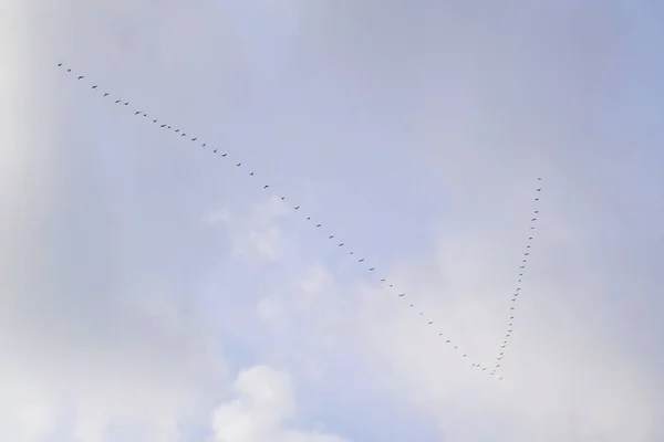 Keilen Die Gänse Die Gen Süden Fliegen Saisonale Zugvögel — Stockfoto