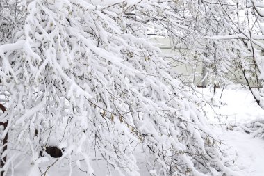 Ağaç dallarında kar. Karla kaplı ağaçların kış manzarası. Karların altındaki dalların şiddeti. Doğada kar yağışı.