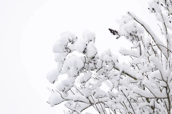 Ağaç Dallarında Kar Karla Kaplı Ağaçların Kış Manzarası Karların Altındaki — Stok fotoğraf