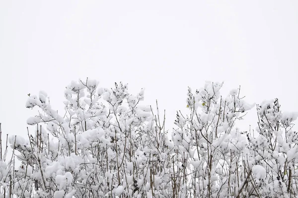 Ağaç Dallarında Kar Karla Kaplı Ağaçların Kış Manzarası Karların Altındaki — Stok fotoğraf