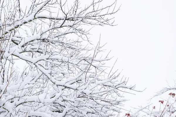 Snö Trädgrenarna Vinterutsikt Över Träd Täckta Med Snö Svårighetsgraden Grenarna — Stockfoto