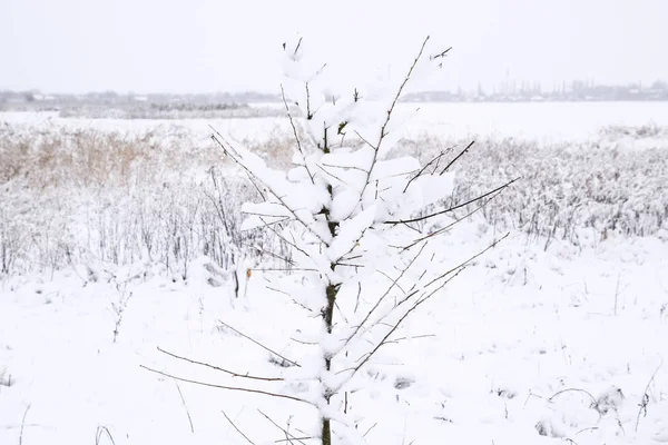 Sneeuw Takken Winter Uitzicht Bomen Bedekt Met Sneeuw Ernst Van — Stockfoto