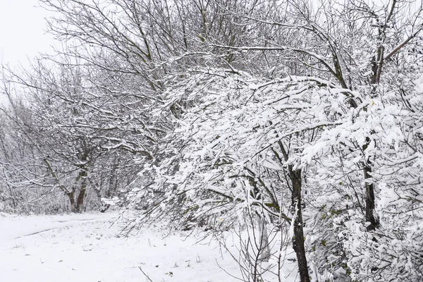 Nieve Las Ramas Los Árboles Vista Invierno Árboles Cubiertos Nieve —  Fotos de Stock