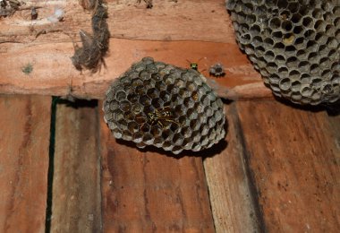 Üzerinde eşekarıları olan bir arı kovanı. Eşek arıları polisi. Yakından çekilen bir eşek arısı ailesinin yuvası..
