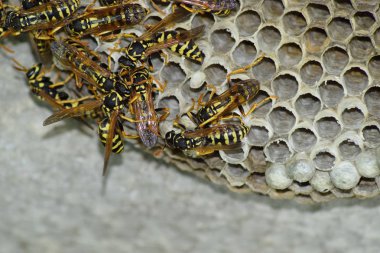 Üzerinde eşekarıları olan bir arı kovanı. Eşek arıları polisi. Yakından çekilen bir eşek arısı ailesinin yuvası..