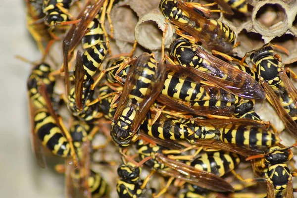 Wespennest Mit Darauf Sitzenden Wespen Wespen Polieren Das Nest Einer — Stockfoto