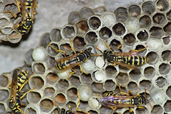 Wespennest Mit Darauf Sitzenden Wespen Wespen Polieren Das Nest Einer — Stockfoto