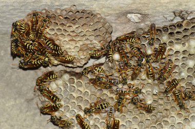 Üzerinde eşekarıları olan bir arı kovanı. Eşek arıları polisi. Yakından çekilen bir eşek arısı ailesinin yuvası..