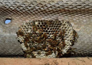 Üzerinde eşekarıları olan bir arı kovanı. Eşek arıları polisi. Yakından çekilen bir eşek arısı ailesinin yuvası..