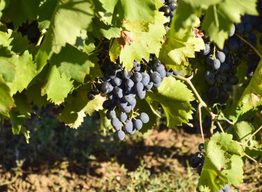 Üzüm bahçeleri. Azak Denizi, şarap üzüm tarımı.