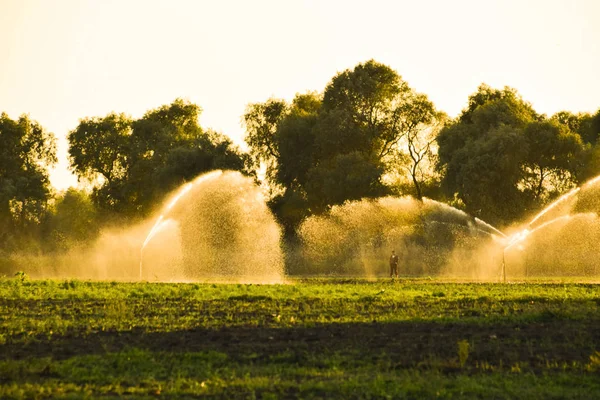 Irrigation System Field Melons Watering Fields Sprinkler — Stock Photo, Image