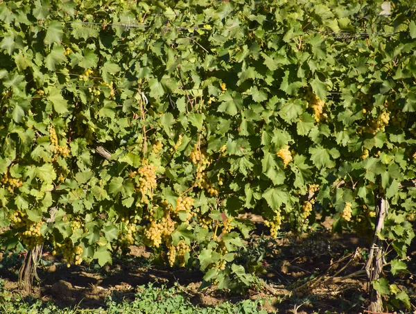Grape Gardens Cultivation Wine Grapes Sea Azov — Stock Photo, Image