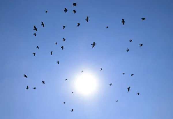 Silueta Una Bandada Mirlo Volando Través Cielo Nocturno Surrealista Con — Foto de Stock