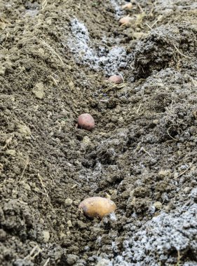 Bahçeye patates ekiyorum. Çukurda patates var..