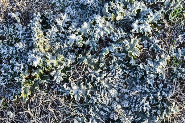 叶子的草与雪 土壤和雪的背景 — 图库照片