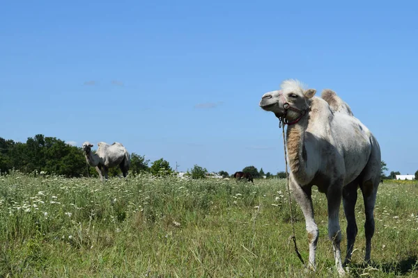 Deve Bir Mera Üzerinde Özel Çiftlik Hayvanları — Stok fotoğraf