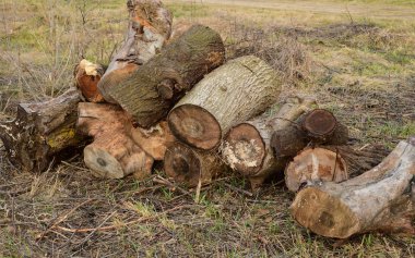 Küçük odun yığını yığılmış. Eski kenevir, mantarlar ve liken etkilenir. Hamam ve yangınlar için yakacak odun.