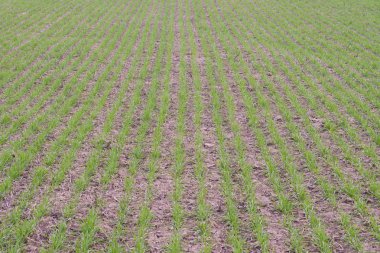 Bahar kış buğday alan. Buğday bir alanda yere vuruyor. Tahıl ekimi.