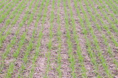 Bahar kış buğday alan. Buğday bir alanda yere vuruyor. Tahıl ekimi.