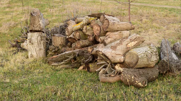 Ein Kleiner Haufen Brennholz Gestapelt Alter Hanf Der Von Pilzen — Stockfoto