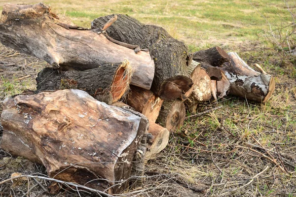 Küçük odun yığını yığılmış. Eski kenevir, mantarlar ve liken etkilenir. Hamam ve yangınlar için yakacak odun.