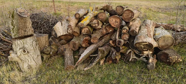 Ein Kleiner Haufen Brennholz Gestapelt Alter Hanf Der Von Pilzen — Stockfoto