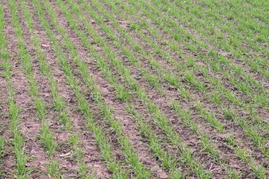 Bahar kış buğday alan. Buğday bir alanda yere vuruyor. Tahıl ekimi.