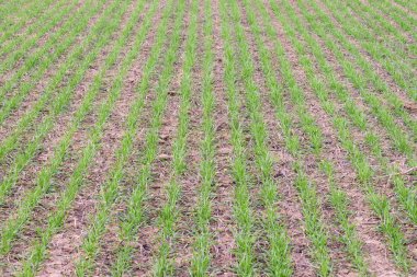 Bahar kış buğday alan. Buğday bir alanda yere vuruyor. Tahıl ekimi.