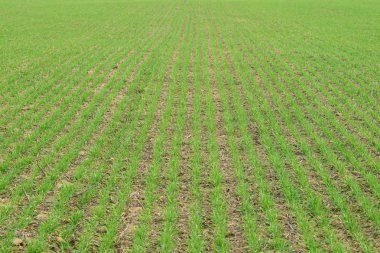 Bahar kış buğday alan. Buğday bir alanda yere vuruyor. Tahıl ekimi.