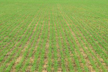 Bahar kış buğday alan. Buğday bir alanda yere vuruyor. Tahıl ekimi.