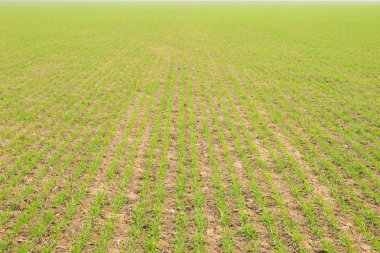 Bahar kış buğday alan. Buğday bir alanda yere vuruyor. Tahıl ekimi.