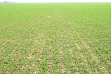 Bahar kış buğday alan. Buğday bir alanda yere vuruyor. Tahıl ekimi.