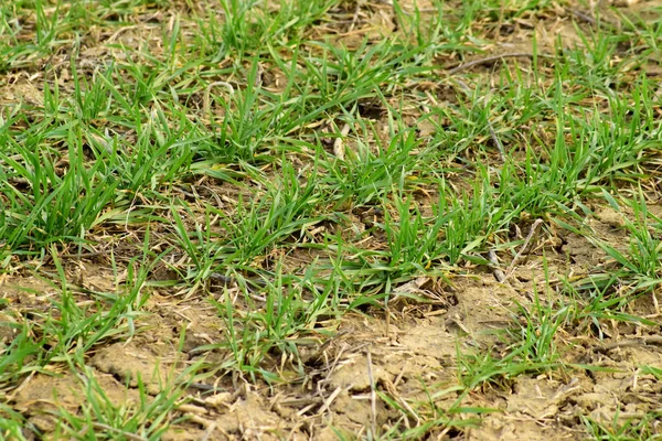 冬春小麦田 地面上一片麦田里的竹笋 谷物的培养 — 图库照片