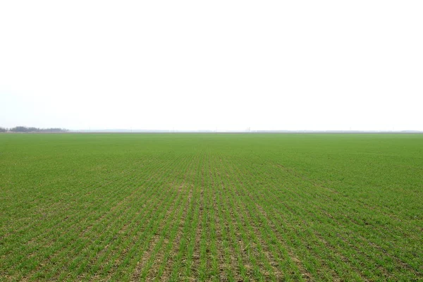 Primavera Inverno Campo Grano Giri Grano Campo Terra Coltivazione Cereali — Foto Stock