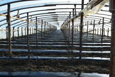 Polimer filmden yapılmış seralar. Baharın erken saatlerinde seralarda.