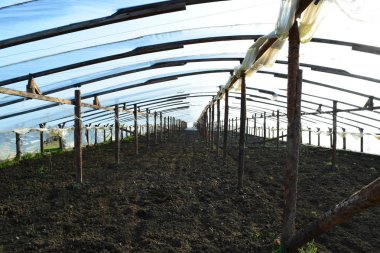 Polimer filmden yapılmış seralar. Baharın erken saatlerinde seralarda.