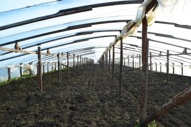 Polimer filmden yapılmış seralar. Baharın erken saatlerinde seralarda.