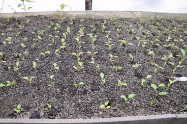 Fidan sera içinde. Seralarda sebze büyüyen