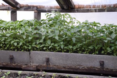 Fidan sera içinde. Seralarda sebze büyüyen