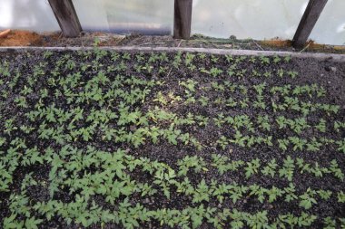 Fidan sera içinde. Seralarda sebze büyüyen