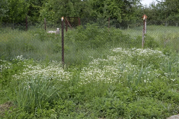 Çiçekli papatya bahçesinde. Tıbbi papatya.