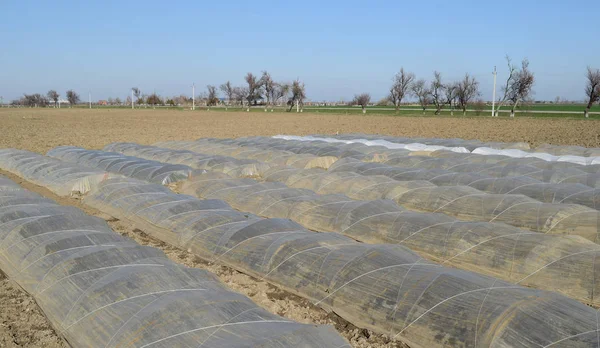 Greenhouses made of polymer film. Early spring in the garden greenhouses.