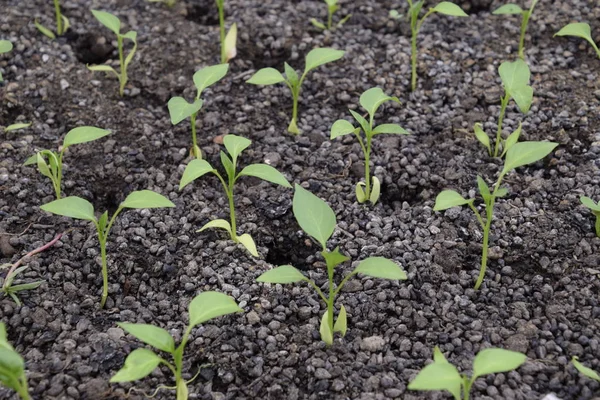 Seedlings Greenhouse Growing Vegetables Greenhouses — Stock Photo, Image