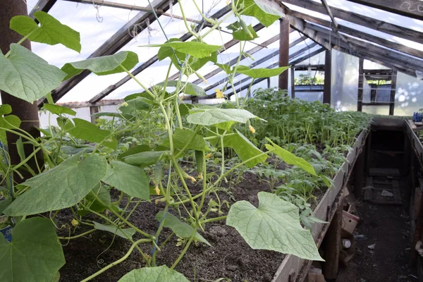 Seedlings in the greenhouse. Growing of vegetables in greenhouses.