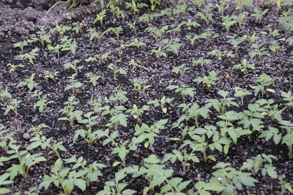 温室で苗 温室で野菜の成長 — ストック写真